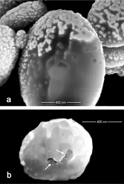 Escleritas de Ovabunda andamaniensis, coral de la familia Xeniidae.