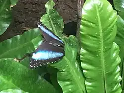 Morpho peleides encima del helecho e La Mariposario, un restaurante con mariposas
