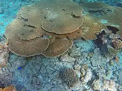 A. cytherea en Maldivas