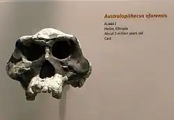 AL 444-2 es el cráneo de A. afarensis de mayor tamaño, ~530 cm³, además del más completo encontrado hasta la fecha.
