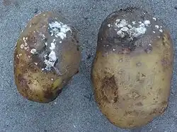 Patatas infestadas por Phytophthora (Oomycetes)