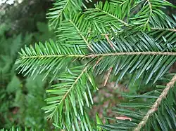 Acícula de abeto blanco, insertada individualmente.