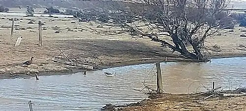 Pareja alimentándose en su hábitat natural en la Patagonia.