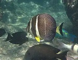 Acanthurus guttatus