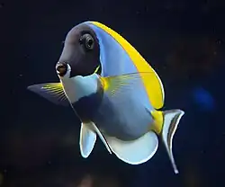 Acanthurus leucosternon