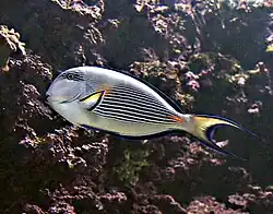 Acanthurus sohal