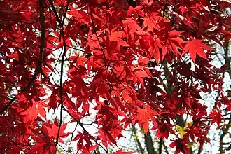 Acer palmatum « Osakazuki »
