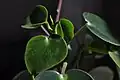 Peperomia Polybotrya