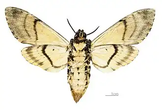 A. s. medusa △ Parte ventral