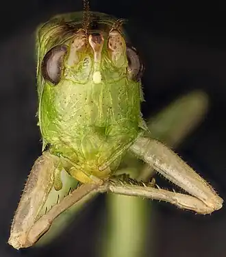 Acrididae detalles, langosta