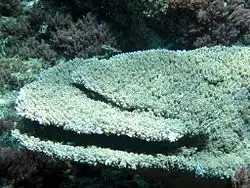 A. cytherea en islas del noroeste de Hawái