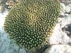 A. millepora en el atolón Baa, Maldivas