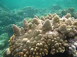 A. monticulosa en isla Mer, Australia