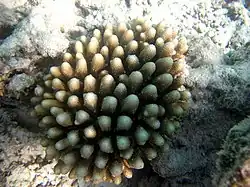 A. monticulosa en el atolón Baa de Maldivas