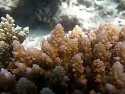 Deatalle de coralitos de A. polystoma en el atolón Baa de Maldivas