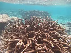 Colonia de A. robusta, Baa, Maldivas