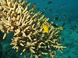 Acropora valenciennesi