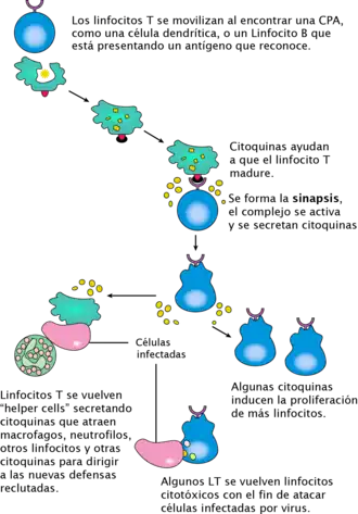Activación Linfocitos T