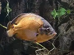 Pez en el acuario fluvial