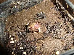 Semilla de Adansonia grandidieri brotando.