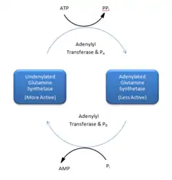 Glutamine Synthetase Dodecamer.