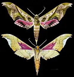 Adhemarius donysa - MHNT