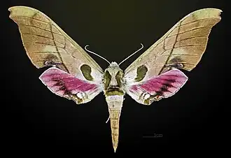 Dorsale Hembra - MHNT