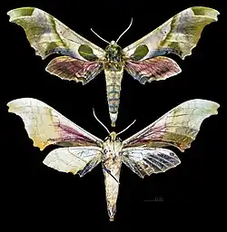 Adhemarius globifer - MHNT