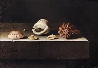 Naturaleza muerta con dos conchas grandes y cuatro pequeñas (1696), Museo del Louvre, París