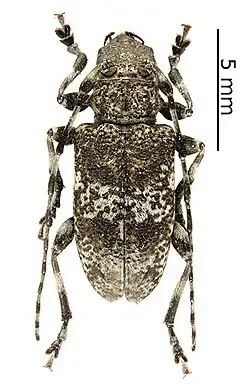 Aegomorphus obscurior