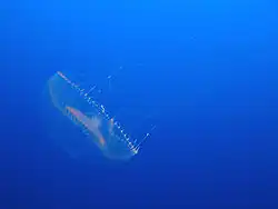 Aequorea victoria (Aequoreidae)