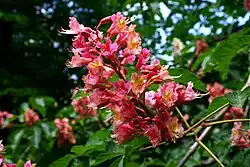 Inflorescencia del híbrido Aesculus x carnea