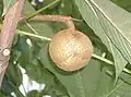 Fruto de Aesculus turbinata