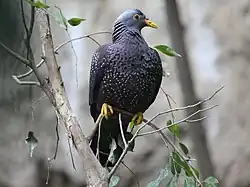 Ejemplar en el Zoológico de San Diego (de espalda).