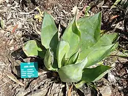Agave celsii