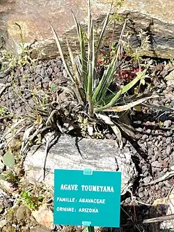 Agave toumeyana