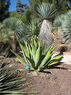 Agave weberi