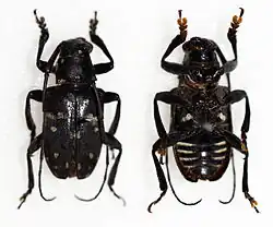 Agelasta mindanaonis