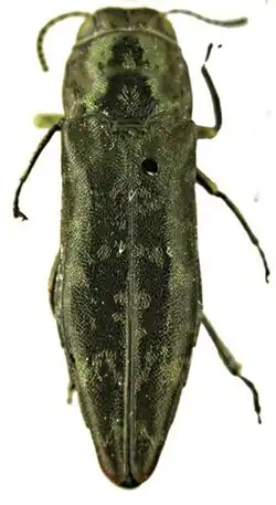 Agrilus celebicola lectotipo