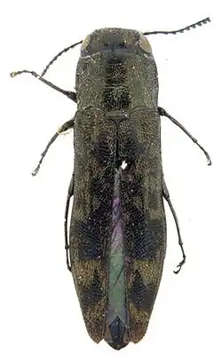Agrilus horni lectotipo