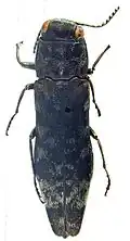 Agrilus mucidus holotipo