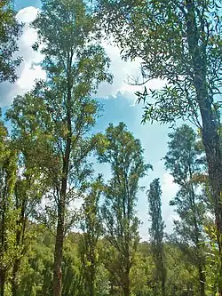 Ahuejote Salix bonplandiana