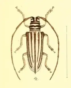 Rhytiphora dallasii