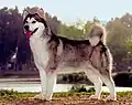 Alaskan Malamute (Alaska)