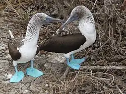 Dos Alcatracez Patiazules, un macho y una hembra (derecha), se les distingue porque la hembra tiene la pupila del ojo más dilatada.