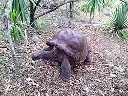 Tortuga gigante de Aldabra (Aldabrachelys gigantea)