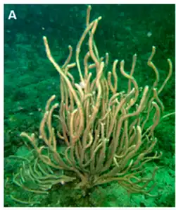 Alertigorgia mjöbergi