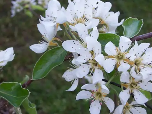 La floración de las peras 'Alexandre Lucas'.
