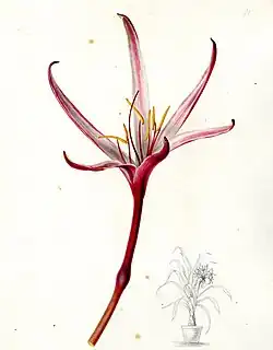 Crinum amabile