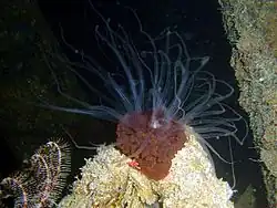 A. pretiosa en el Mar Rojo-